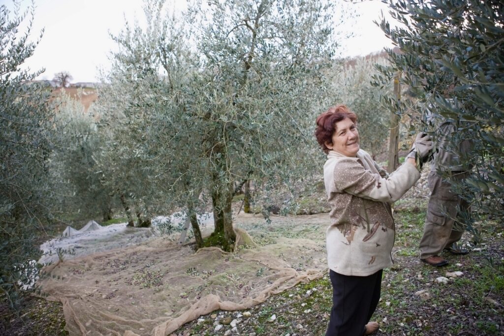 old woman harvesting olives in olive garden